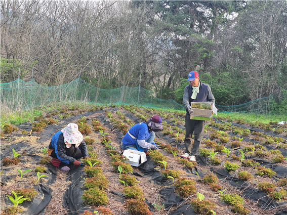 청양지역 이색 소득작물 ‘눈개승마’ 수확 한창