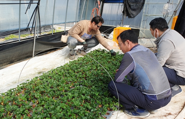 딸기육묘관리 현장실습교육 모습