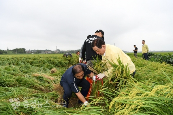 지난해 벼 도복 피해농가의 일손을 돕고 격려한 황선봉 군수