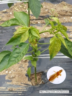 청양군 고추 농작물재해보험 가입 권장-고추 병해충 발병 모습