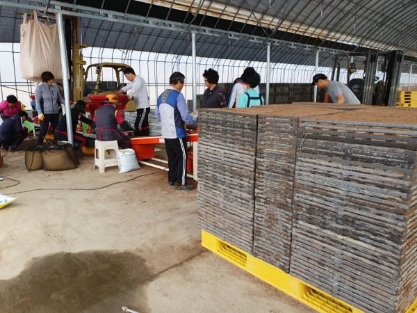 서천군, 벼 못자리 적기설치 및 적정관리 당부