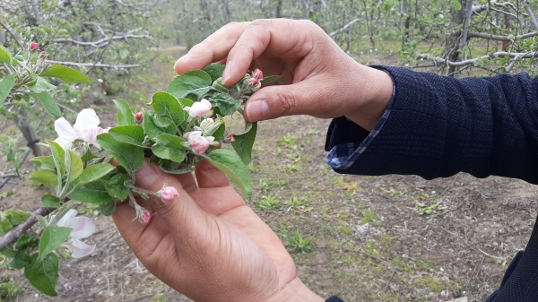 과수저온피해 현장점검 사진