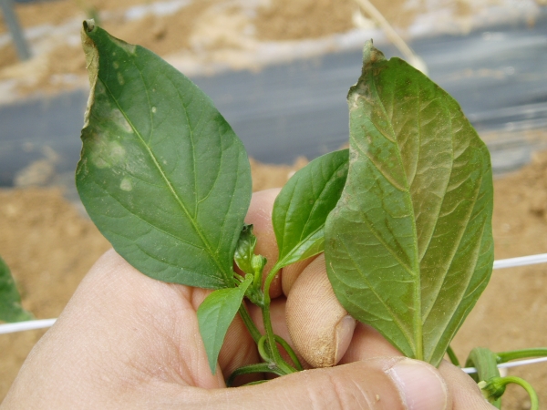 봄철 저온에 따른 고추 적기 정식 당부