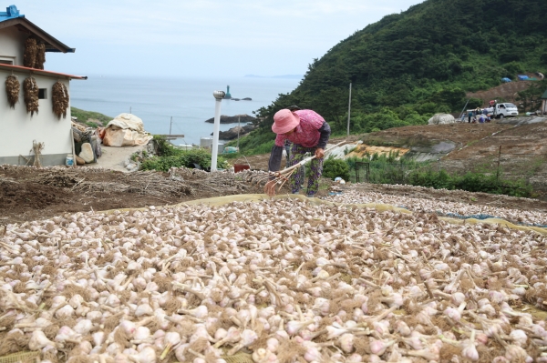 가의도 육쪽마늘 종구 수확 모습.