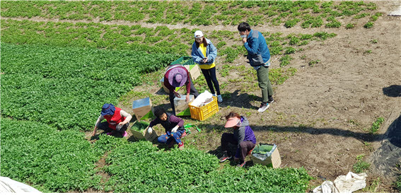 국화향 봄나물 ‘삼잎 국화’ 수확 한창