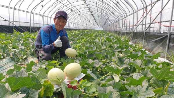 하늘그린 멜론을 올해 첫 수확한 천안멜론농촌지도자회 이필영 씨