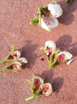 농작물 저온피해 주의 당부-피해 입은 배꽃