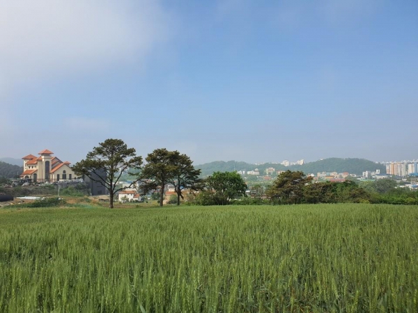 천안시 첫 경관보전 직불제도로 조성된 밀 재배단지 모습