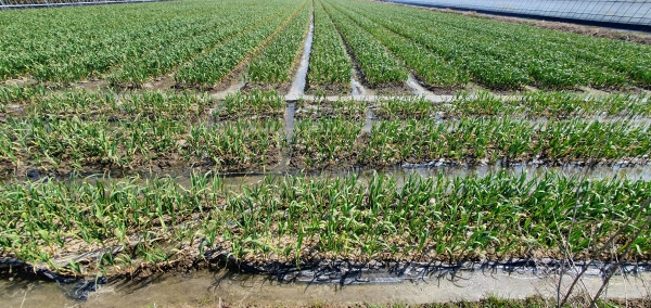 마늘종 적기 제거 등 막바지 철저관리 당부