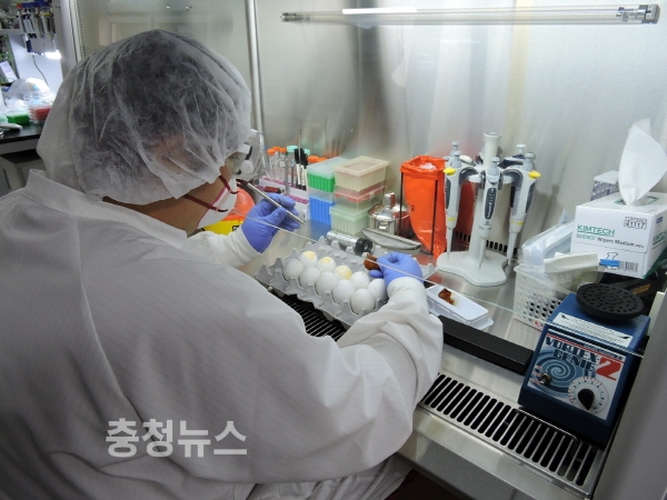 동물위생시험소 소속 가축방역관이 조류인플루엔자(AI) 검사를 하고 있다