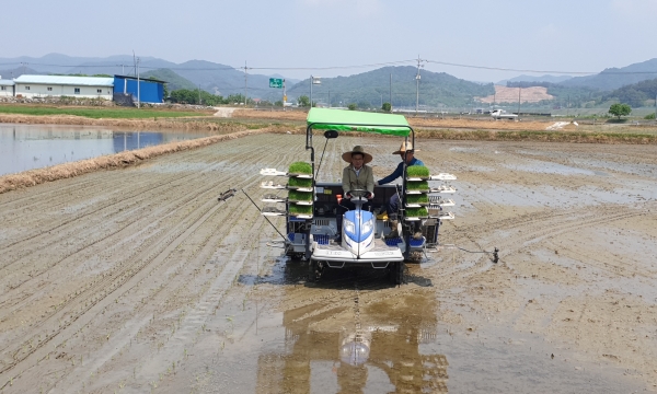 청양군 중만생종 벼 '모내기 적기 홍보'