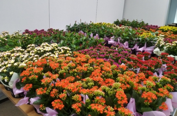 세종복지재단 반려식물 선물