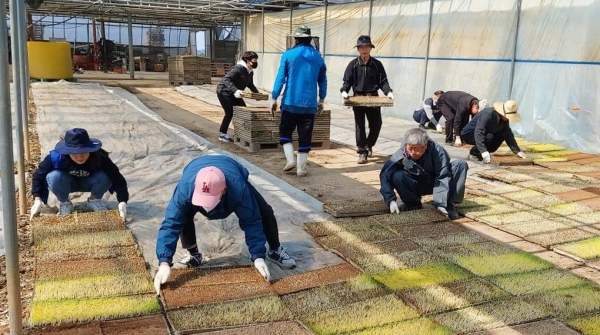 서산시청 공무원들이 농촌일손 돕기 자원봉사를 하고 있다.
