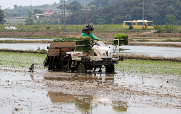 모내기 작업(승언 3리).
