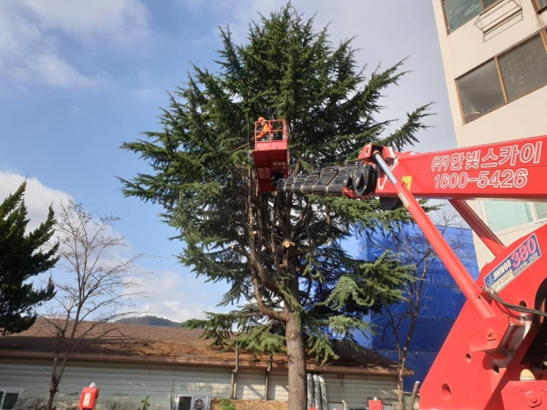 가오동 일원 위험 수목 제거작업 사진