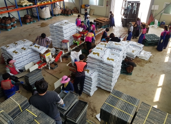 벼 육묘실패 대비 예비모판 파종 모습