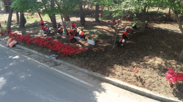 송림산림욕장 맥문동 보식 작업 실시