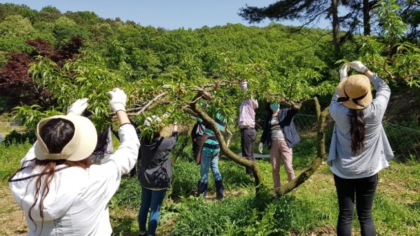 세종시 운영지원과 직원들이 13일 농촌 일손돕기에 나섰다.