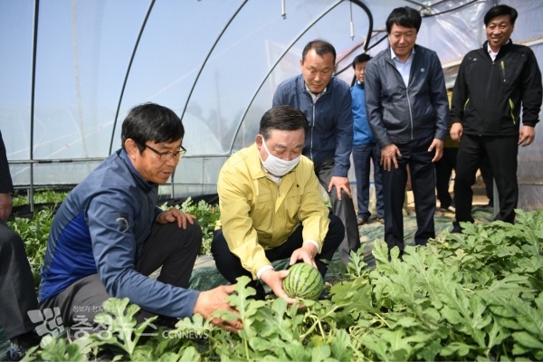 황선봉 군수가 소형 애플수박 출하현장을 방문한 모습
