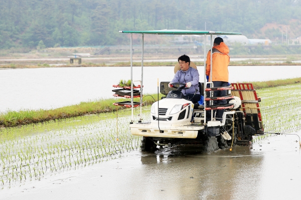 맹정호 서산시장  풍년농사 기원 모내기 시연행사 모습