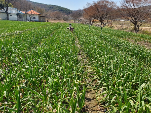 마늘 재배포장
