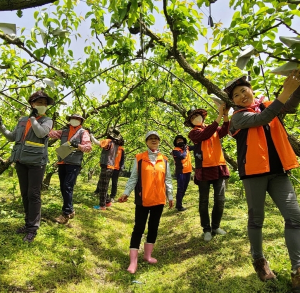 금남면 농가서 일손 돕는 한솔동 주민자치회 위원들