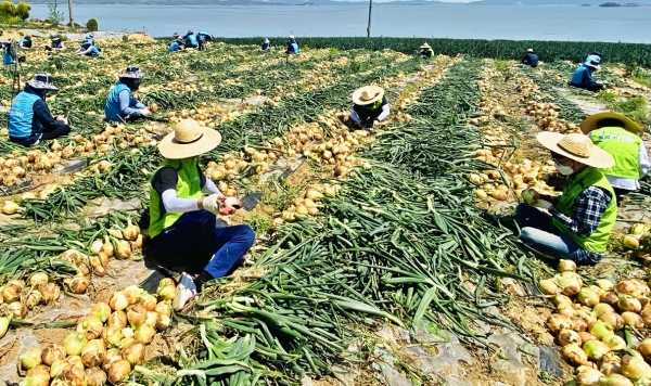 양파 농가 일손돕기 현장사진