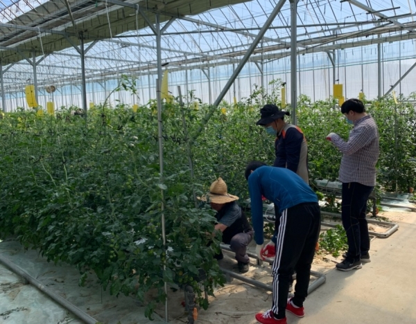 세종시 노인장애인과 농촌일손돕기