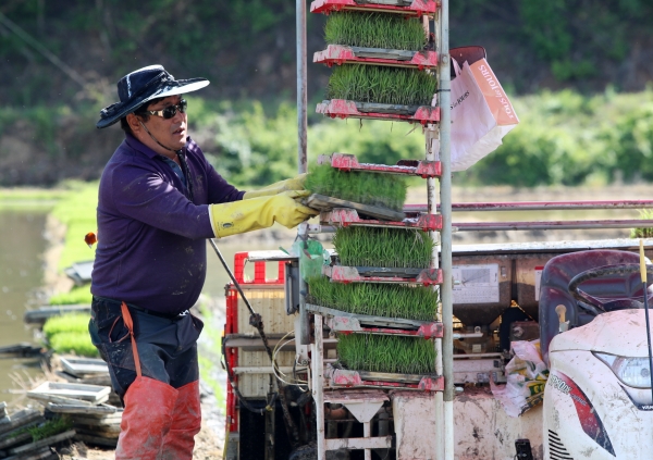 안면읍 중장리 모내기 모습.