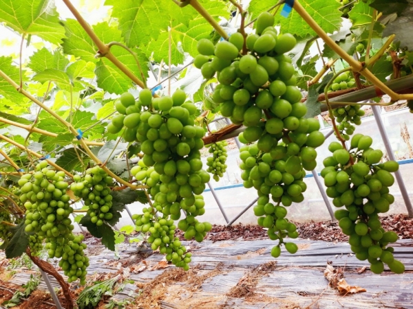 샤인머스켓 포도 재배 사진