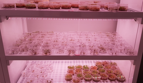 한약자원연구센터 정밀배양실 내 하수오 영양체 증식 모습