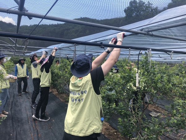 충북 영동군 금강모치마을에서 비닐하우스 정비 등 1사1촌 일손돕기 봉사활동을 시행하고 있다.