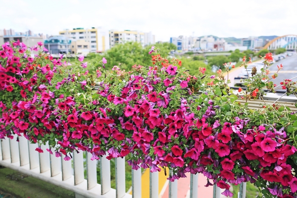 한내대교 꽃다리 장면
