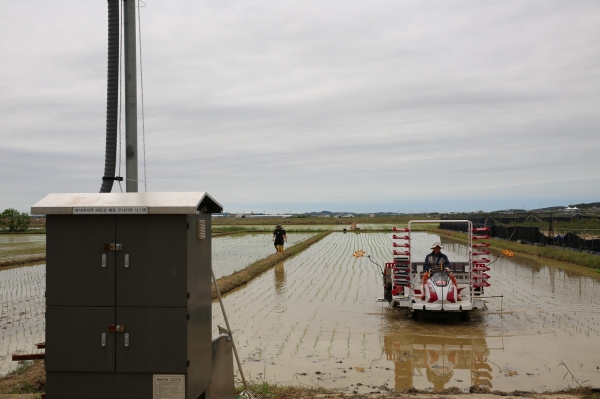 태안읍 인평리에 있는 ‘벼 병해충 예찰답’ 모내기 모습.