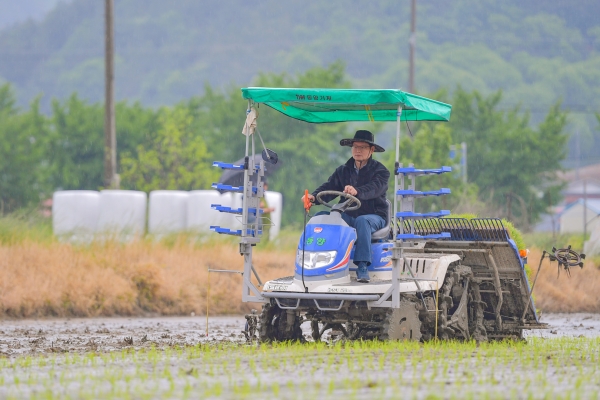 김정섭 시장 모내기 봉사활동 모습