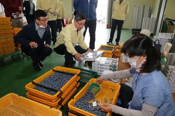 마산 블루베리 공동선별 출하 생산장 방문한 노박래 군수