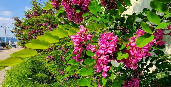 금산 행운의 자색 아카시아 만개(장대리).