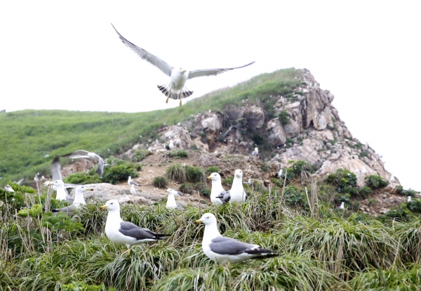 ‘궁시도’ 괭이갈매기 모습.