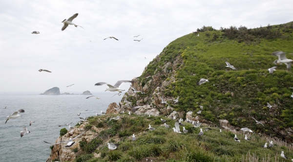 ‘궁시도’ 괭이갈매기 모습.