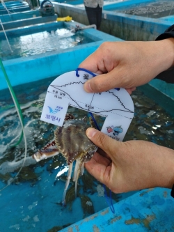 어린꽃게 포획금지크기 측정 장면.