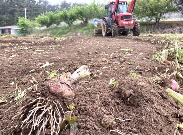 26일 소원면 법산리 한 마늘재배농가의 ‘마늘수급안정을 위한 마늘 산지 폐기’ 모습.