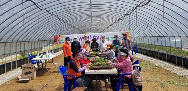 청양 구룡3리 주민들 100만송이 화단국화 조성-임시심기 작업