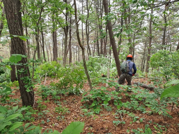 맞춤형 숲 가꾸기 사업 추진