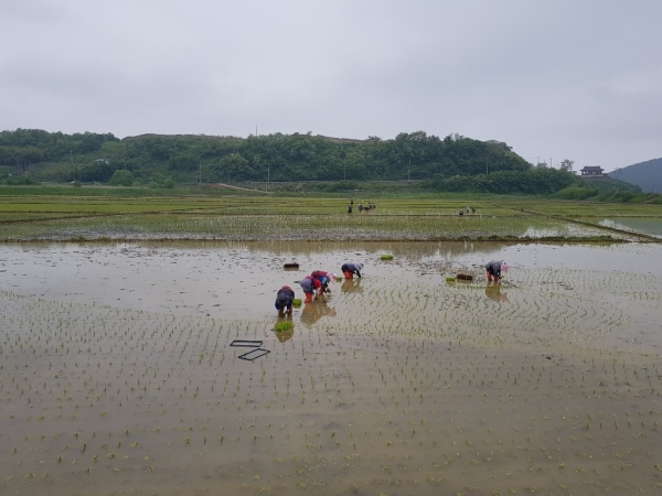 보령해양머드박람회 유색벼 이앙 장면