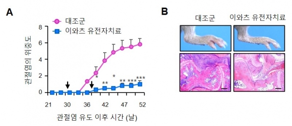 이와츠 유전자 투여 시 관절염 호전도