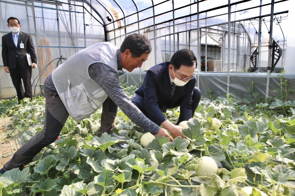천안시장 수신면 멜론 재배 농장 방문