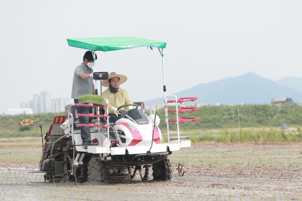 벼 밀파묘 드문모심기 이앙 장면