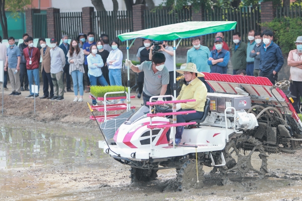 벼 밀파묘 드문모심기 이앙 장면