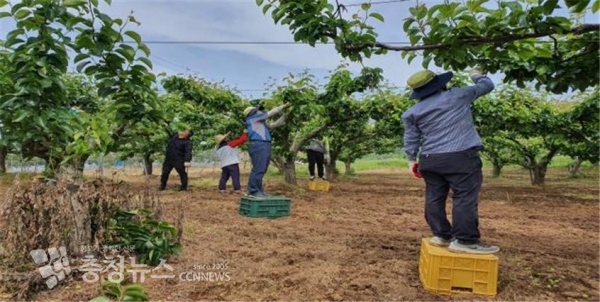 예산군에서 농촌 일손돕기 일환으로 과수적과를 하는 모습