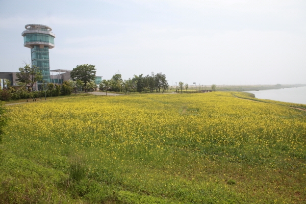 유채꽃 경관단지